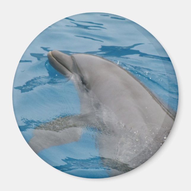 Delfin passerar genom klara blå krusningar magnet (Framsidan)