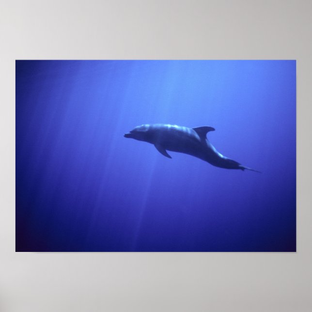 Delfin Poster (Framsidan)