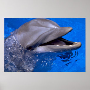 Delfin Poster