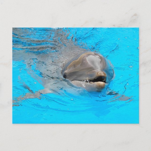 Delfin Postkort Vykort (Framsida)