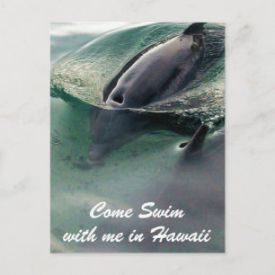 Delfin Simning Hawaii Big Island Vykort