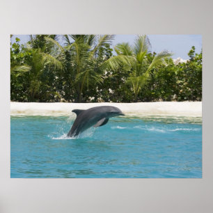 Delfin som hoppar den tropiska strandaffischen poster