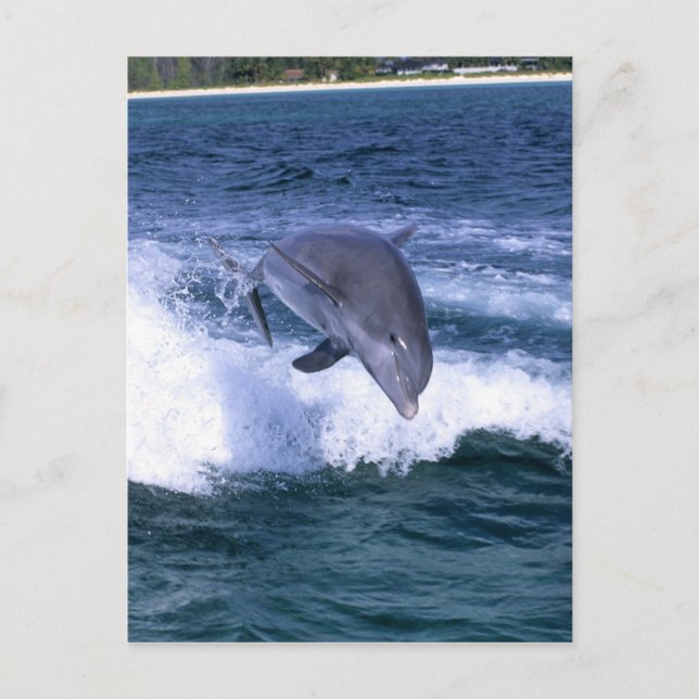 Delfin som hoppar, Grand Bahama, Bahamas Vykort (Framsida)