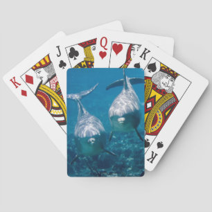 Delfin som leker kort casinokort