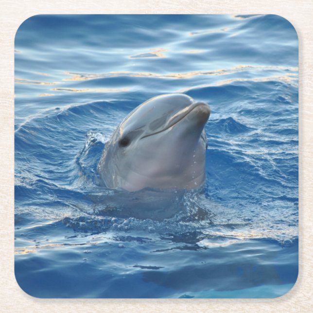 Delfin Underlägg Papper Kvadrat (Framsidan)