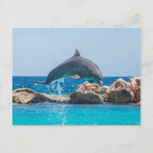 Delfin Vykort