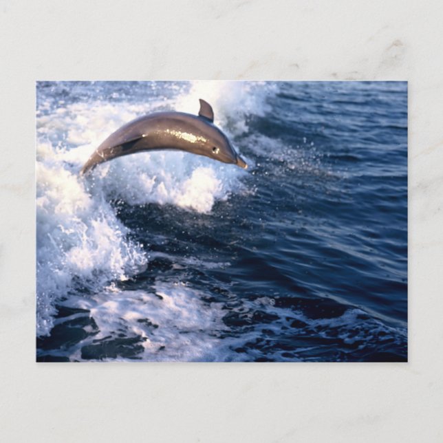 Delfin Vykort (Framsida)