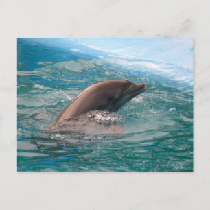 Delfin vykort