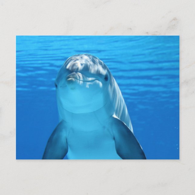 Delfin Vykort (Framsida)