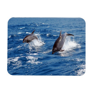 Delfinäventyr Magnet