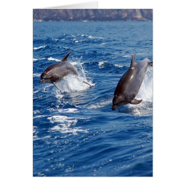 Delfinäventyr OBS Kort (Framsidan)