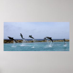 Delfindans Poster