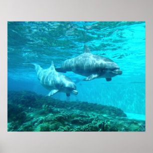 DelfinDuo Poster