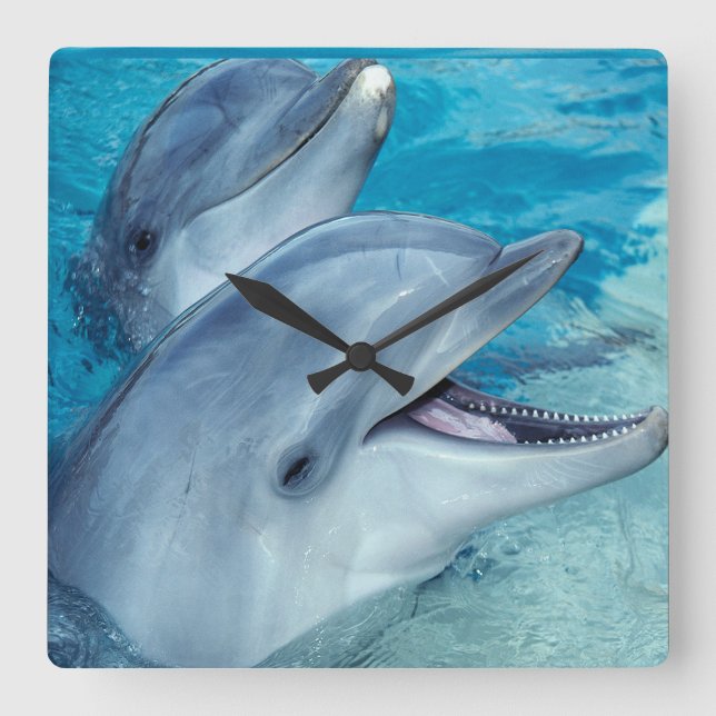 Delfinen tar tid på fyrkantig klocka (Framsida)