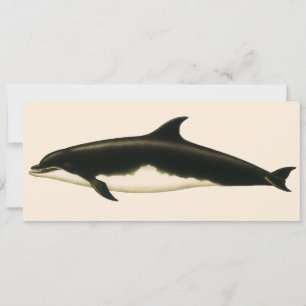 Delfiner Delphinus Tursio, Gamla Marina Djur