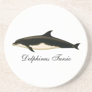 Delfiner Delphinus Tursio, Gamla Marina Djur Underlägg Sandsten