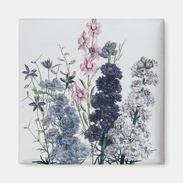Delfiner från "Damens Blomsterträdgård" Magnet (Framsidan)