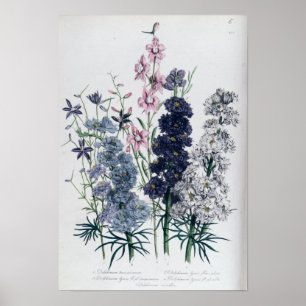 Delfiner från "Damens Blomsterträdgård" Poster