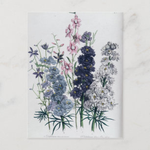 Delfiner från "Damens Blomsterträdgård" Vykort