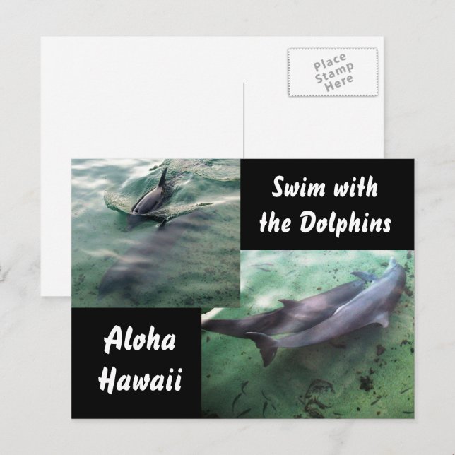 Delfiner från Hawaii Vykort (Fram/baksida)
