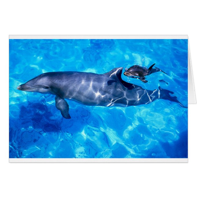 delfiner hälsningskort (Framsidan Horizontal)