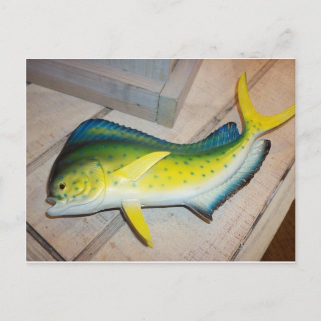 Delfiner i fisken (inte däggdjur) vykort (Framsida)