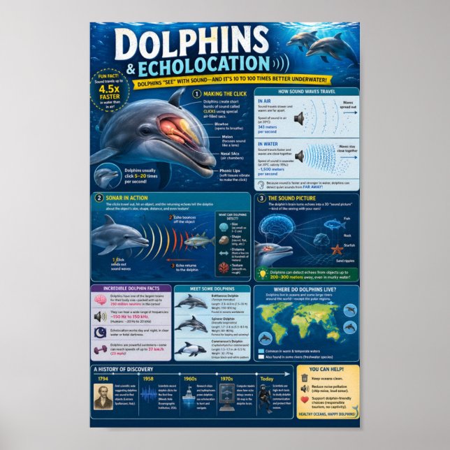 Delfiner Infografik Poster (Framsidan)
