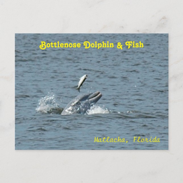 Delfiner leker med fiskvykort vykort (Framsida)