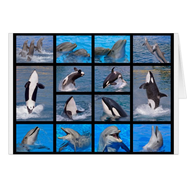 Delfiner och mördervalar hälsningskort (Framsidan Horizontal)