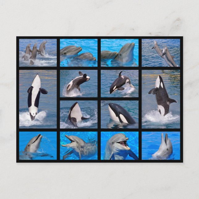 Delfiner och mördervalar vykort (Framsida)