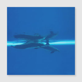 Delfiner och reflektioner