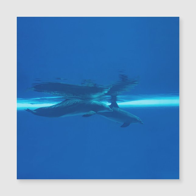 Delfiner och reflektioner (Framsida)