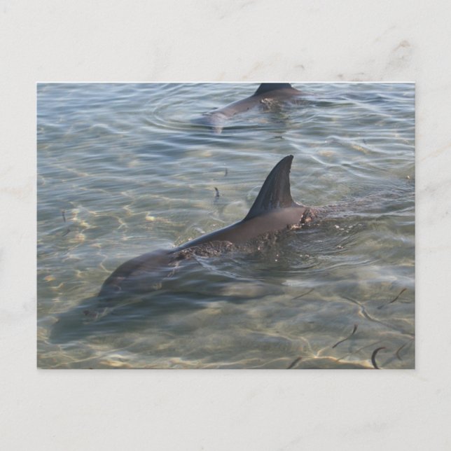 Delfiner på Monkey Mia, WA Vykort (Framsida)
