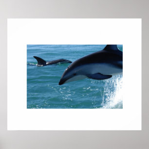 Delfiner Poster