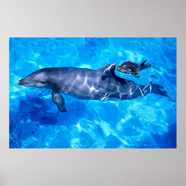 delfiner poster (Framsidan)