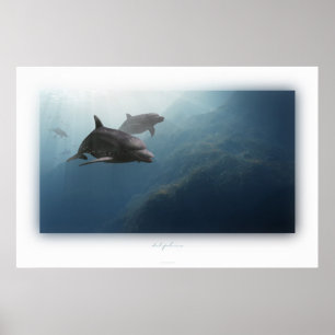 delfiner poster