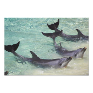 Delfiner, Sea World, Gold Coast, Queensland, Fototryck