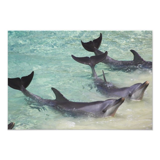Delfiner, Sea World, Gold Coast, Queensland, Fototryck (Framsidan)