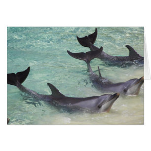 Delfiner, Sea World, Gold Coast, Queensland, Hälsningskort