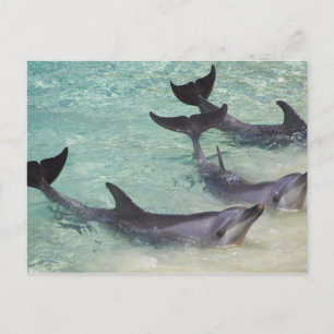 Delfiner, Sea World, Gold Coast, Queensland, Vykort