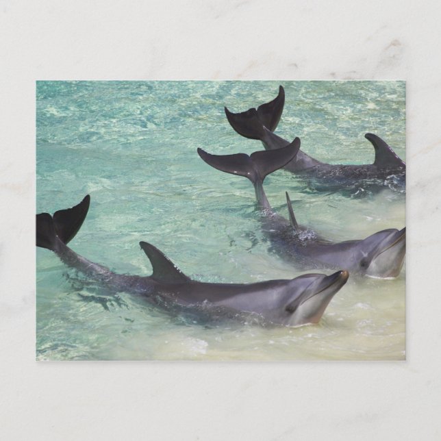 Delfiner, Sea World, Gold Coast, Queensland, Vykort (Framsida)