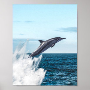 Delfiner som läcker ut ur havet poster