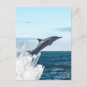 Delfiner som lämnar havet vykort