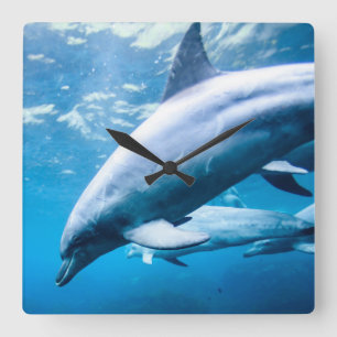 Delfiner under vatten fyrkantig klocka