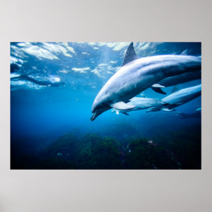 Delfiner under vatten poster
