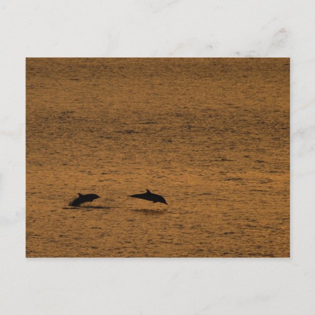 Delfiner vid solnedgång vykort (Framsida)