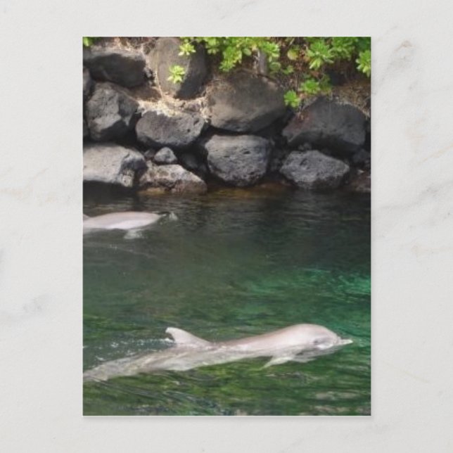 Delfiner Vykort (Framsida)