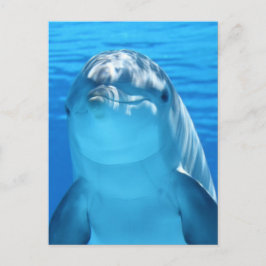 delfiner vykort