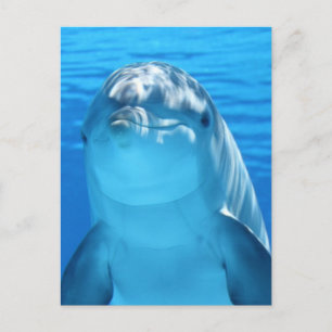delfiner vykort