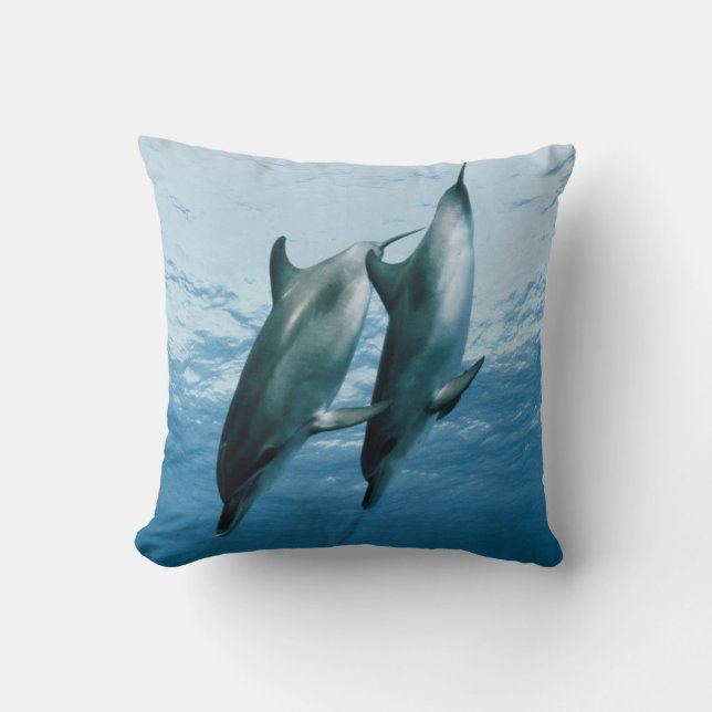 Delfinernas par kudde (Framsida)